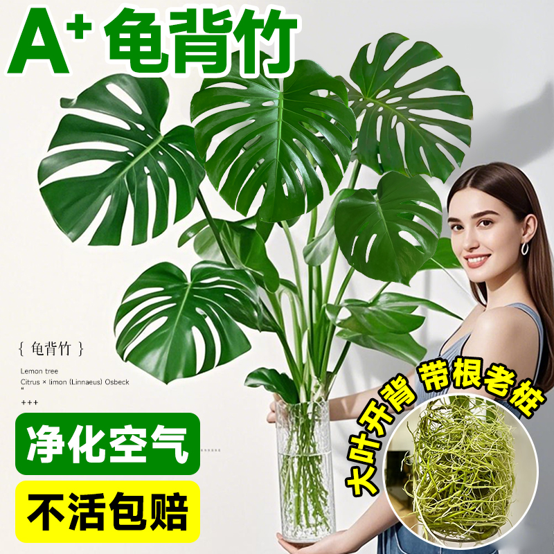 龟背竹水培老桩开背大叶带根水养