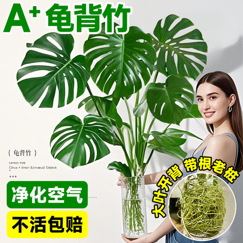 龟背竹水培老桩开背大叶带根水养