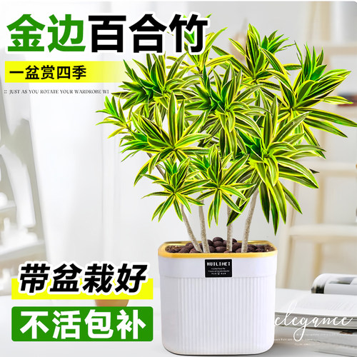 金边百合竹客厅绿植盆栽