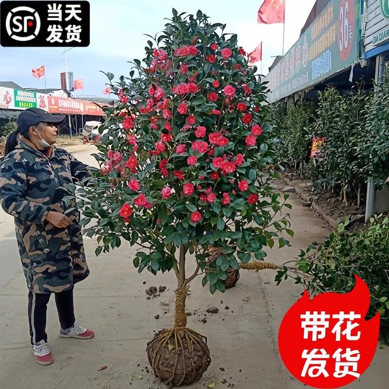 茶花树苗大型庭院栽香妃图片