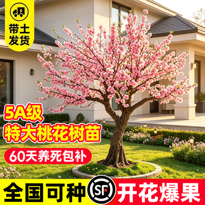 【平台推荐】5A级特大桃花树苗