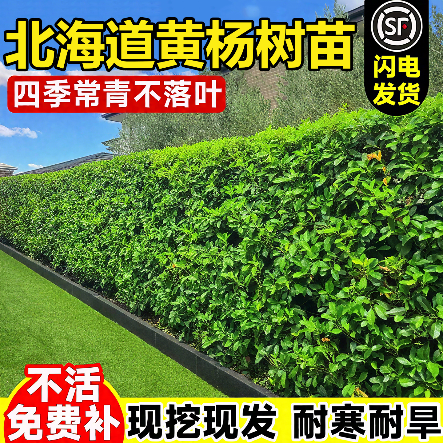 【爆款热销5万+】冬青树苗绿篱