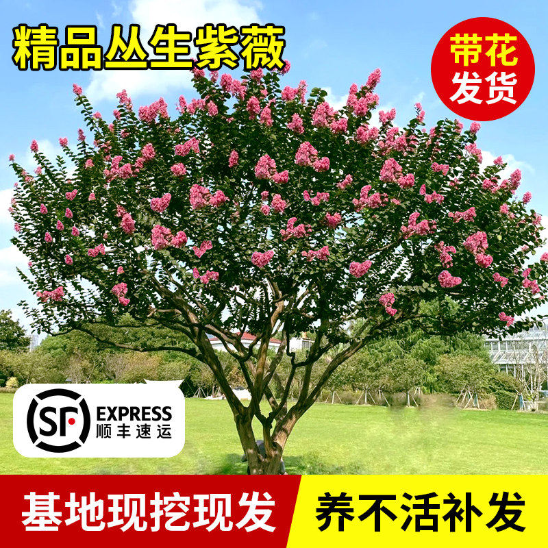 红花紫薇花树苗庭院大型老桩别墅室外道路绿化植物百日红花卉风景