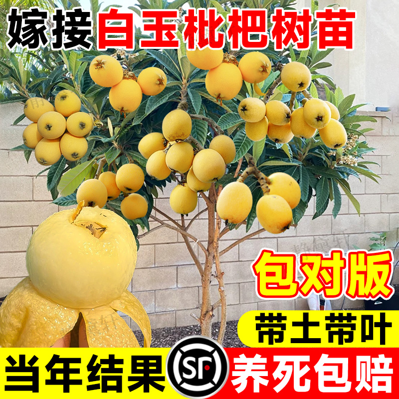 白玉枇杷树苗果苗批杷嫁接大果
