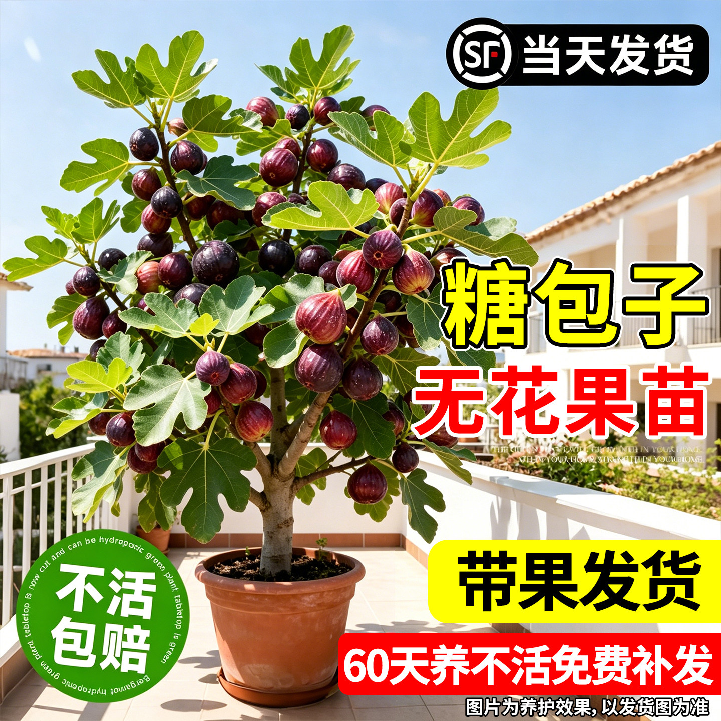 【热销10万+】无花果带果盆栽图片