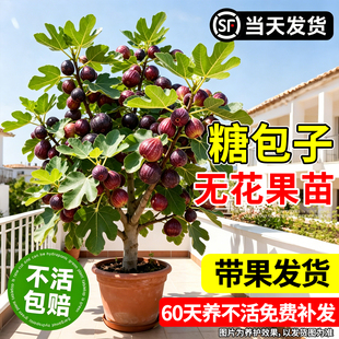 无花果树苗特大带果波姬红矮化盆栽格莱斯青皮南北方庭院阳台种植
