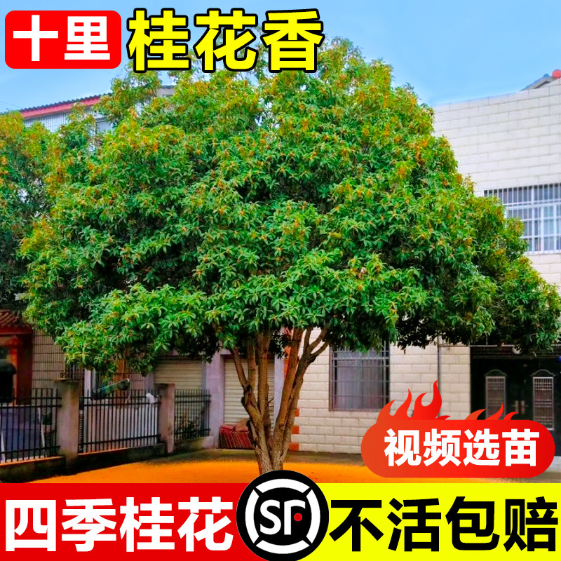 正宗桂花树苗庭院别墅地栽大树浓香金桂丹桂八月桂四季桂盆栽植物