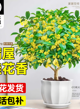 四季桂花树苗盆栽老桩花卉八月桂室内客厅绿植好养阳台浓香型植物