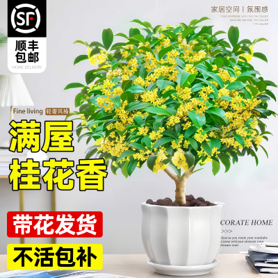 【5A+精品】四季桂花盆栽浓香型