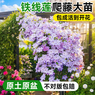 【爆款热销10万+】铁线莲带花苞
