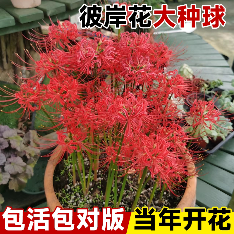 彼岸花种球花种子曼珠沙华花种石蒜种球盆栽球根花植物种球类花卉图片