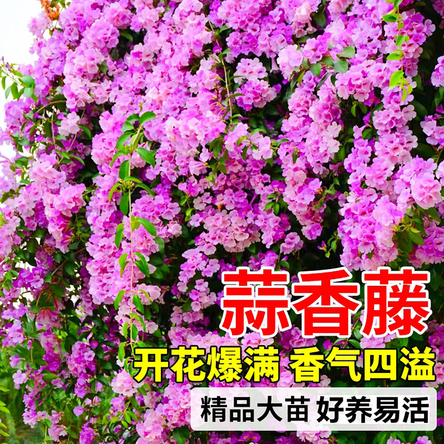 【回购榜首】蒜香藤开花树苗图片