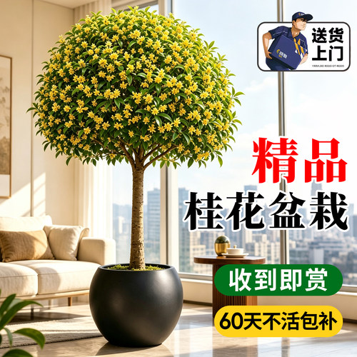 【全网热卖5万+】桂花树苗盆栽