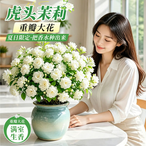 【平台热销5万+】特级茉莉花盆栽