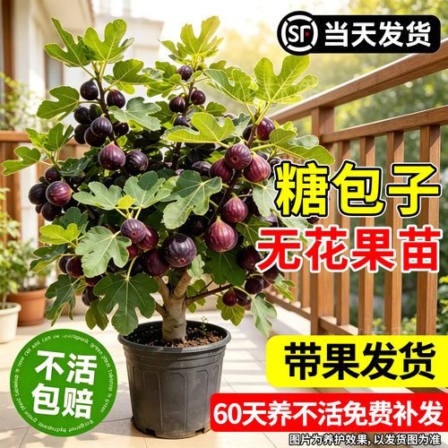 【平台推荐】优质无花果盆栽带果
