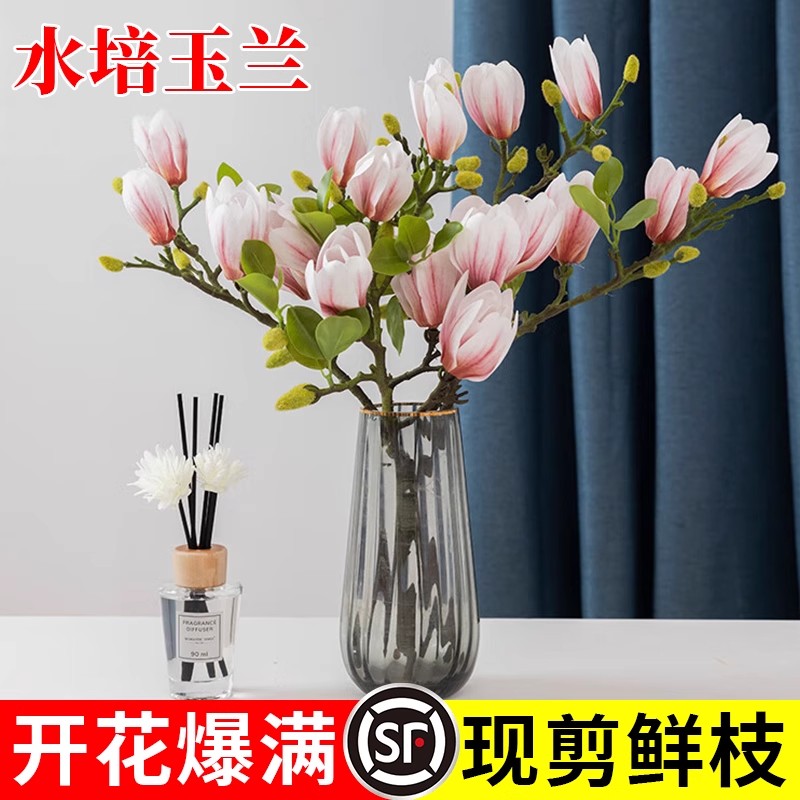 鲜切水培白玉兰好养浓香型植物