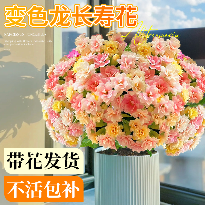 长寿花盆栽四季花重瓣变色龙大花带花苞花苗室内易活花卉绿植物