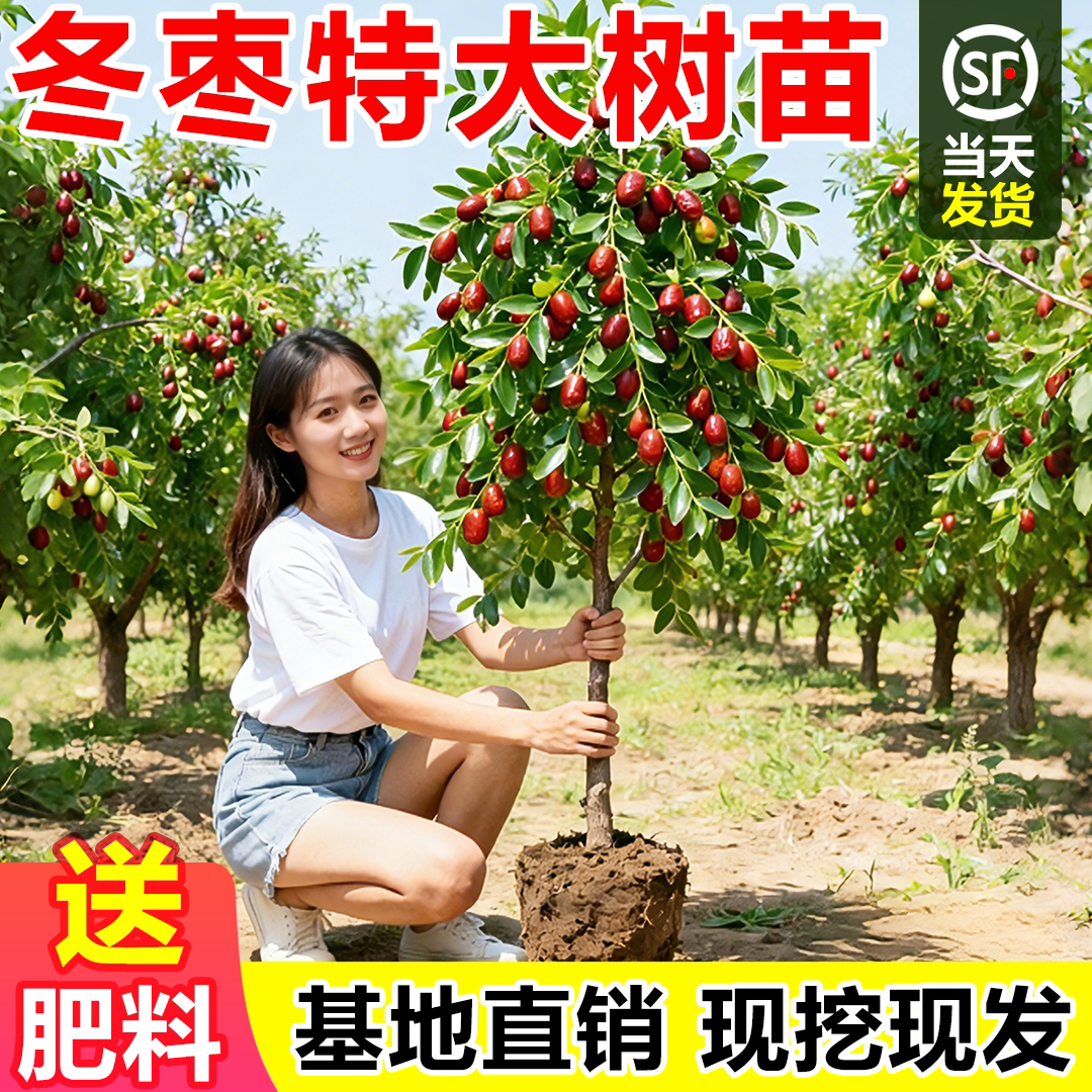 冬枣特大树苗大枣超甜带土球南北方沾化冬枣大树嫁接苗超甜特大号