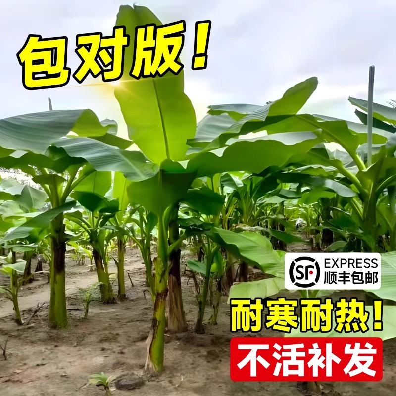 芭蕉树苗庭院大型绿植花卉北方