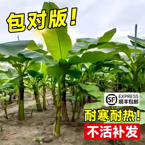 芭蕉树苗庭院大型绿植花卉北方