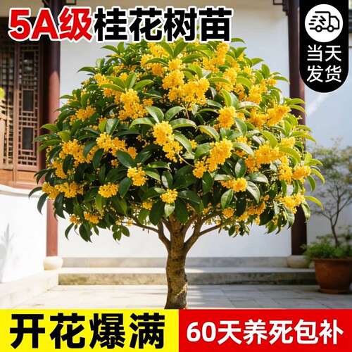 【热销榜top产品】5A级桂花树苗