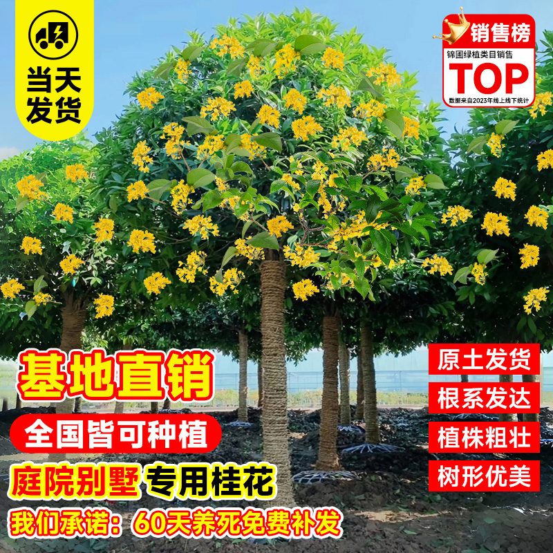 桂花树苗大树庭院四季桂