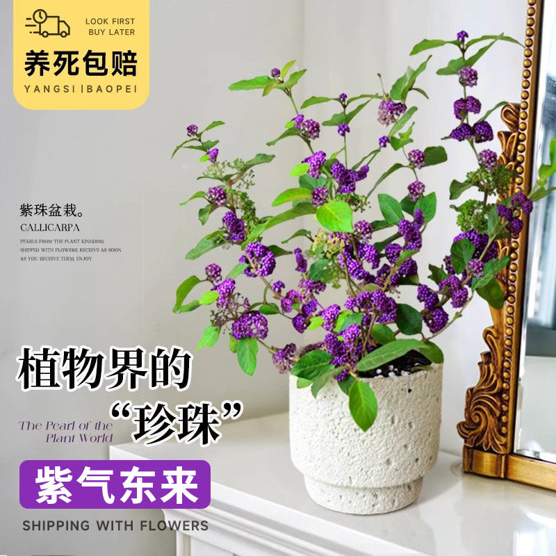 紫珠盆栽带果绿植盆景日本紫色珠桌面室内外庭院花园植物耐阴好养,鲜花速递/花卉仿真/绿植园艺,时令草本花卉,淘宝优惠券,粉丝福利购,淘宝优惠卷