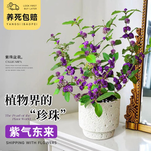 紫珠盆栽带果绿植盆景日本紫色珠桌面室内外庭院花园植物耐阴好养