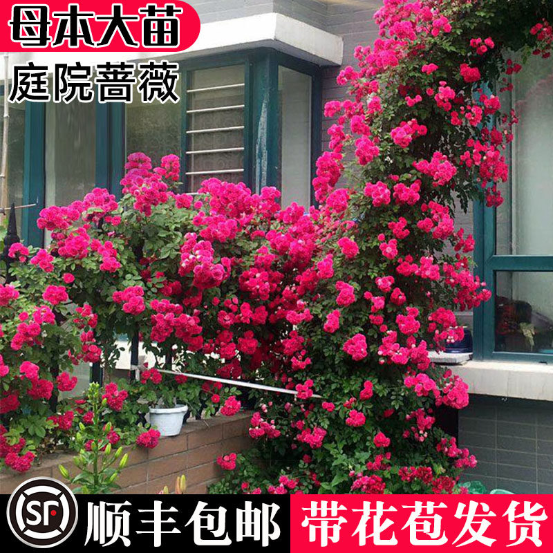 甜蜜红木香花苗爬藤植物白黄木香四季蔷薇花浓香红色花卉特大盆栽