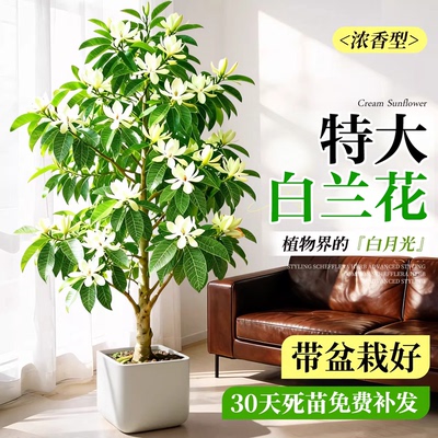 【热销榜top产品】白兰花盆栽