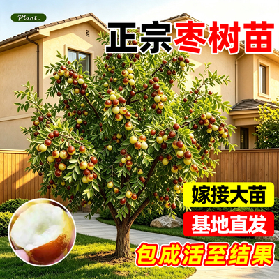 【全网热销10万+】精品冬枣树苗