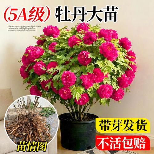 【平台推荐热销爆款】牡丹花大苗