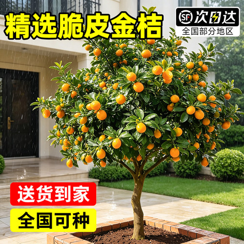 【热销榜top】精选脆皮金桔树苗