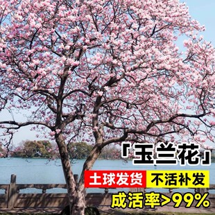 玉兰树苗大树带花苞耐寒庭院室外绿化植物白紫广玉兰花苗花卉盆栽