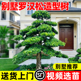 罗汉松别墅造型树盆景迎客松黑松景观树别墅大型日本罗汉松绿树苗