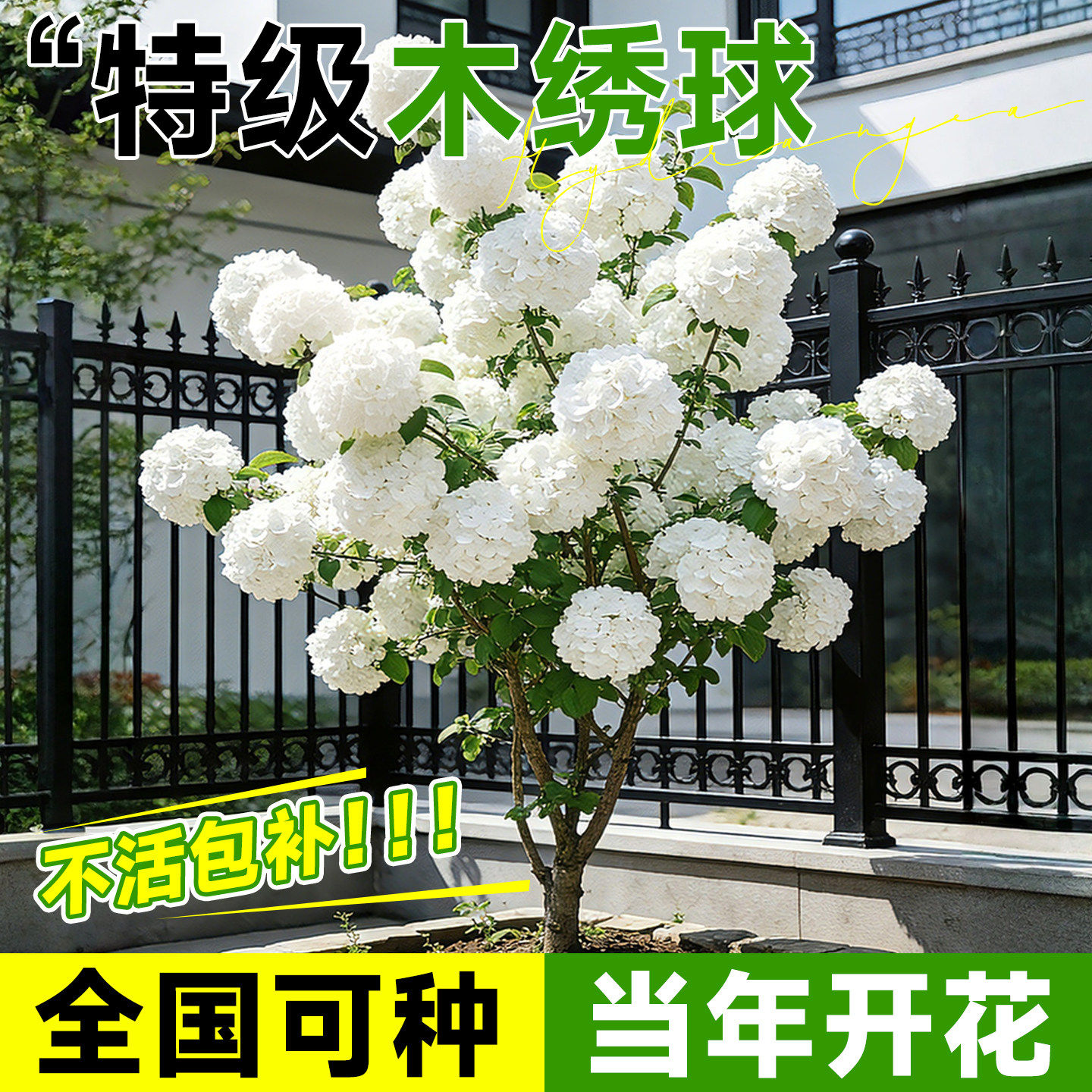 高档木本绣球花树苗中华木绣球斗球庭院阳台植物欧洲玫瑰绣球耐寒
