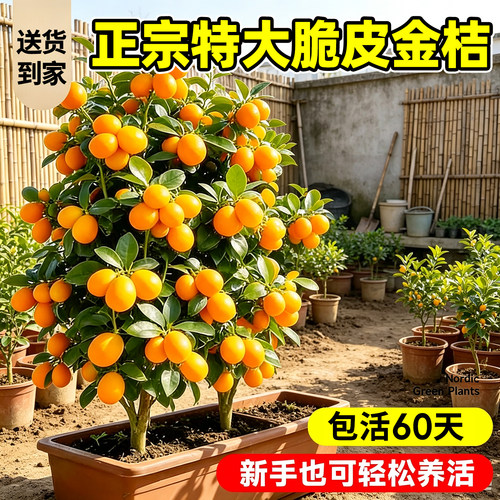 【平台推荐】庭院精品脆皮金桔