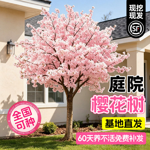 【爆款热销10万+】日本樱花