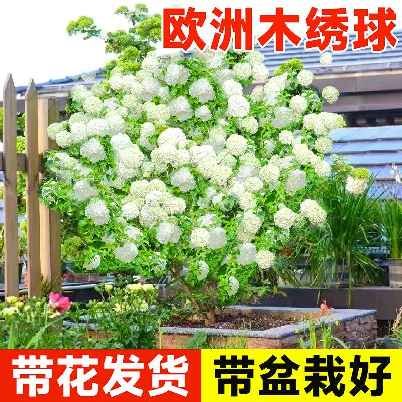 欧洲阳台绣球花苗四季玫瑰图片