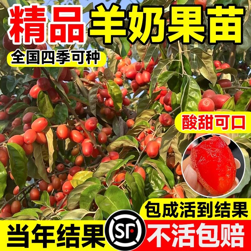 羊奶果苗德甜二号嫁接当年结果特大鲜甜果盆栽果树南北方四季种植图片