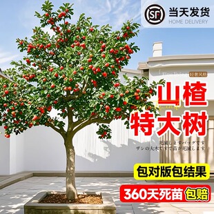 山楂树活苗嫁接大果树果苗地栽南北方庭院大金星大五棱山里红树苗
