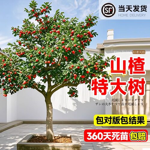山楂树活苗嫁接大果树果苗地栽