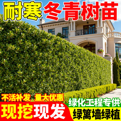 【爆款热销5万+】北海道黄杨冬青