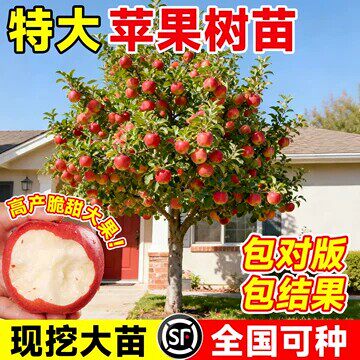【热销榜top】特大苹果树大苗