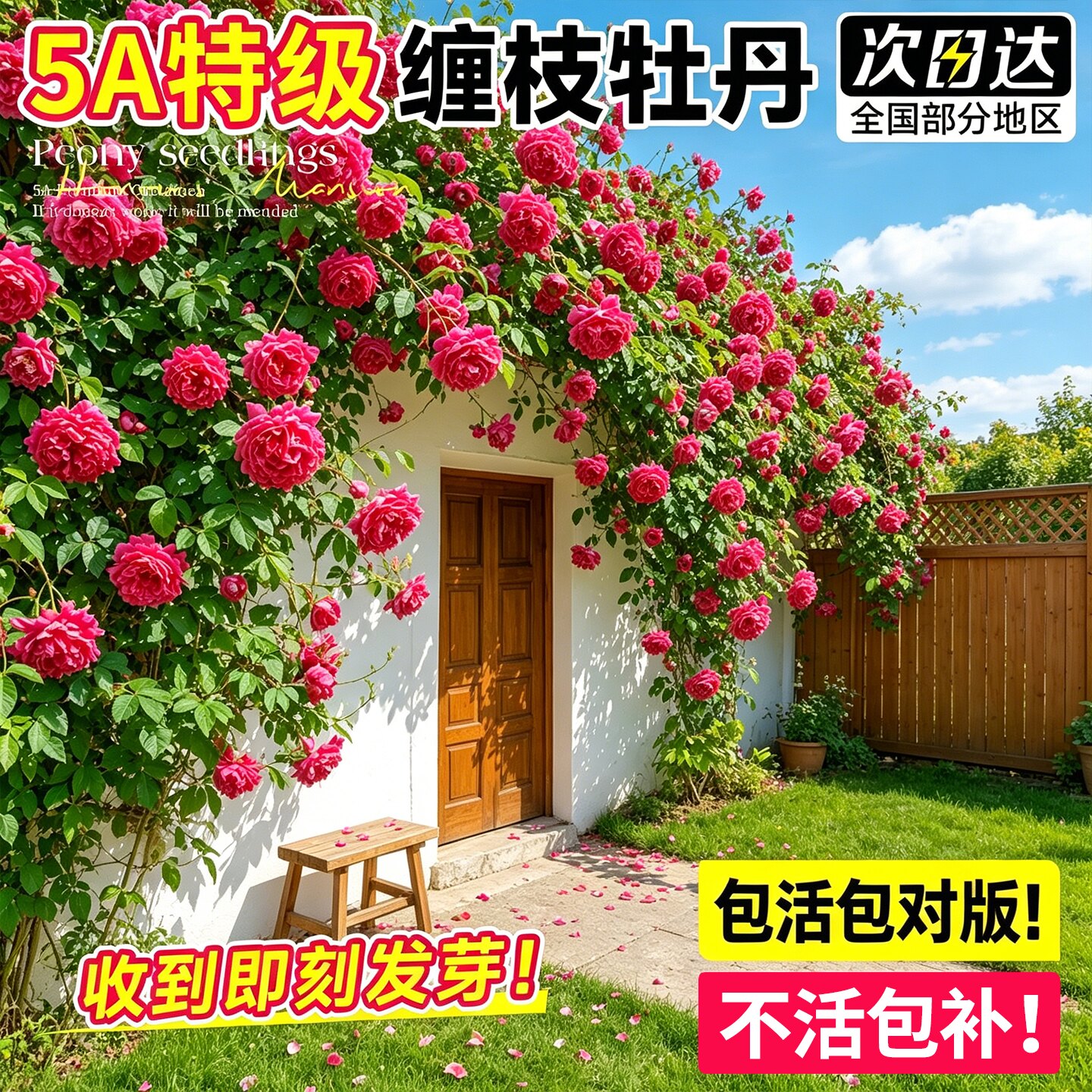 缠枝牡丹花根苗耐寒耐热多年生宿根春化芽尖根带芽种根重瓣花苗