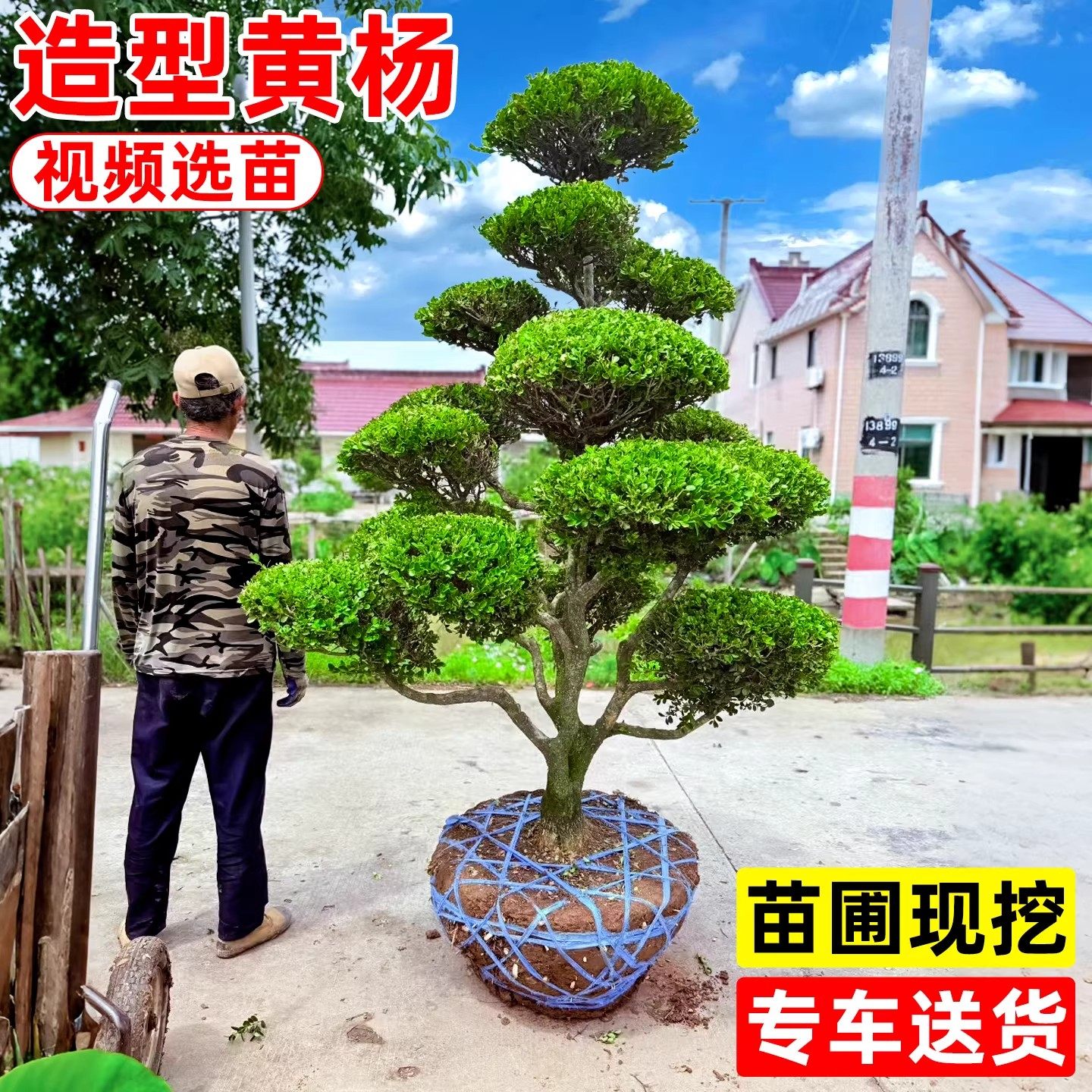 造型黄杨老桩盆景别墅小区罗汉松黑松小叶女贞四季常青绿化造型树,鲜花速递/花卉仿真/绿植园艺,观叶 /花灌木,淘宝优惠券,粉丝福利购,淘宝优惠卷