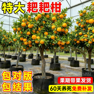 特大耙耙柑果树果苗水果种植正宗四川粑粑柑丑桔橘子树苗当年结果