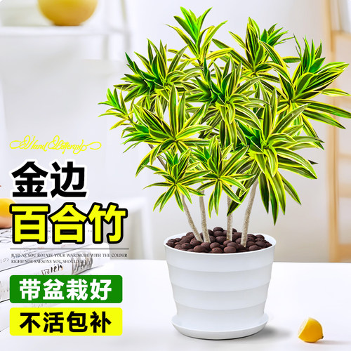 金边百合竹盆栽桌面绿植金心盆栽