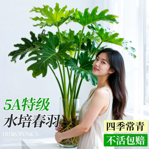 【热销款】大叶水培春羽