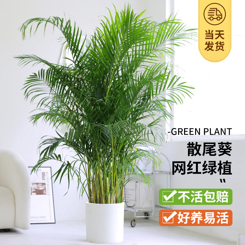 散尾葵凤尾竹大型绿植吸甲醛植物盆栽室内客厅四季常青夏威夷竹